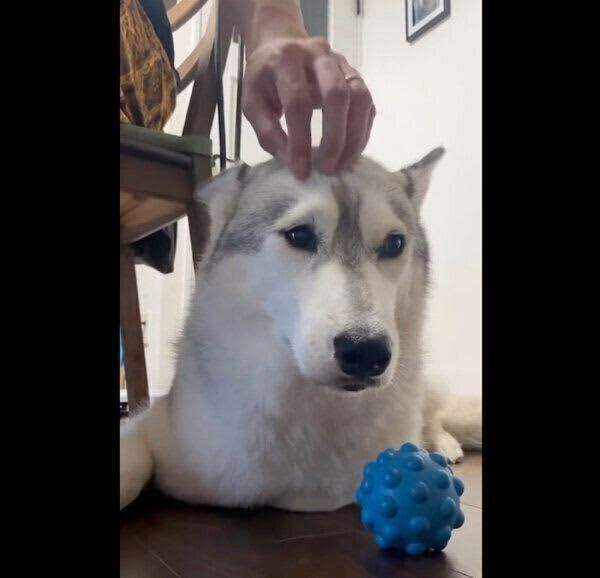 頭をトントンしてもらうのが好きな犬、飼い主の手が止まると…→「可愛らしい要求」にキュン！