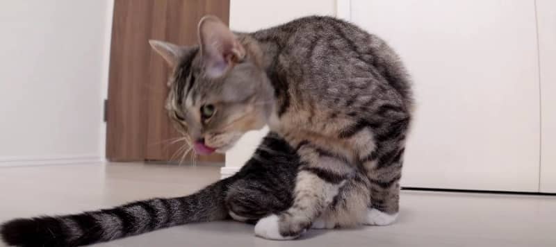 rare! ?A cat who rarely grooms is licking ♡