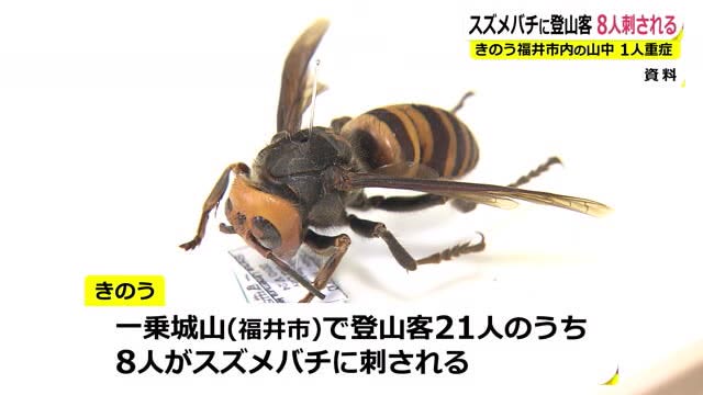 8 climbers stung by hornets, 1 person with moderate symptoms evacuated by helicopter [Fukui City]