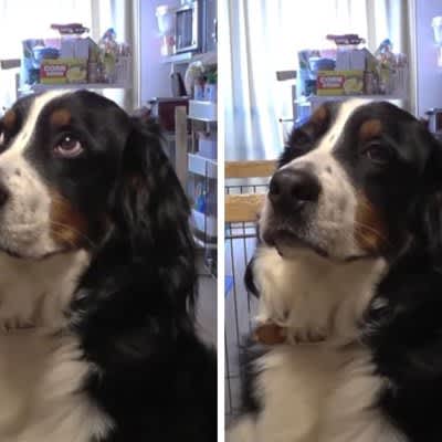 A large dog whose eyes are swimming when his mother finds out he's playing a prank: ``I like it when it snaps for a moment'' ``He's the same as my son...''