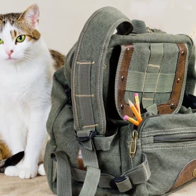 Three ``disaster prevention items'' that cat owners should definitely prepare!Things people with multiple dogs should be aware of
