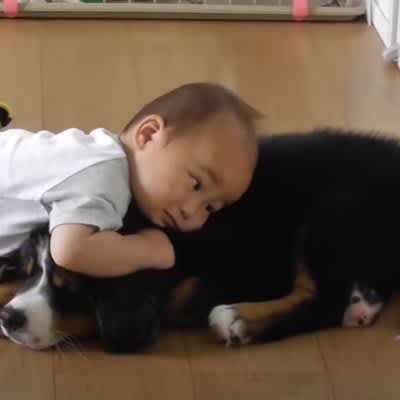 I was angry at the baby! ?Internet people are in agony over the world's kindest retaliation from a puppy: ``A dog's kindness is great'' ``I have a baby too...''