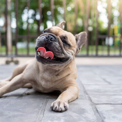 5 signs your dog shows when he's unusually tired!What are the gestures and actions that tell you if you are overexercising?