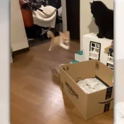 Big jump on cardboard!The cardboard box that the cat eats in is heart-warming♪ ``What a fun sight!''