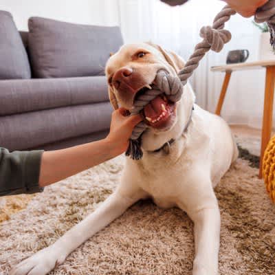 ``4 ways to enjoy stress relief with your dog'' Refreshing techniques you can incorporate into your daily life from today