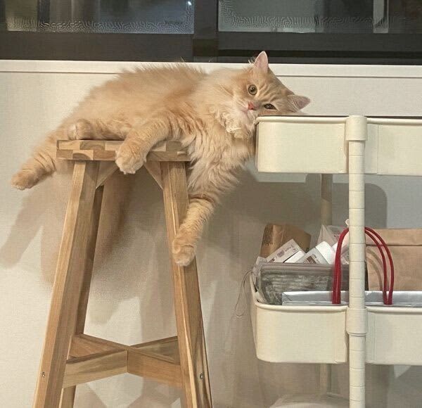 A cat relaxing in an amazing position that looks like it's about to fall. I wonder why it had such an ``indescribable face''...