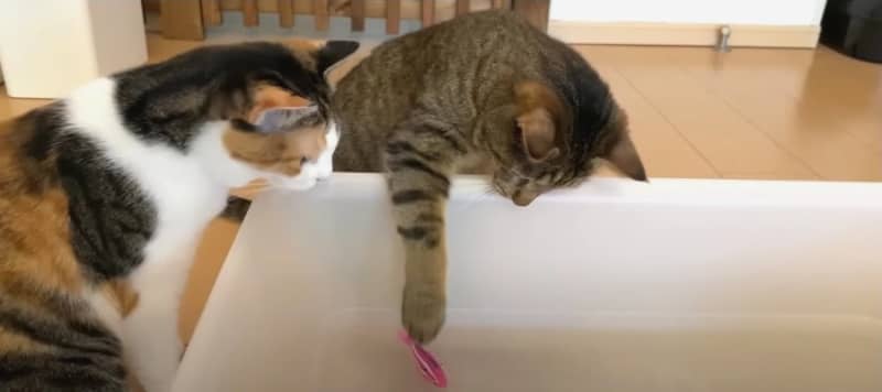 Play in the water and forget about the heat! Cats curious about “robo fish”