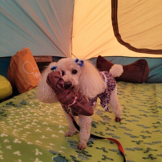 犬連れのキャンプは何に気をつければいい？かわいい画像もご紹介