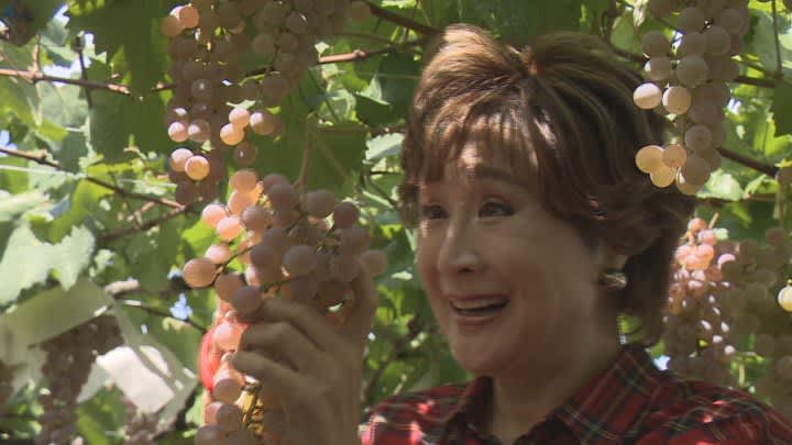 小林幸子さんが「さっちゃん葡萄園」で甲州ブドウを収穫　11月にはワインに　山梨・甲州市