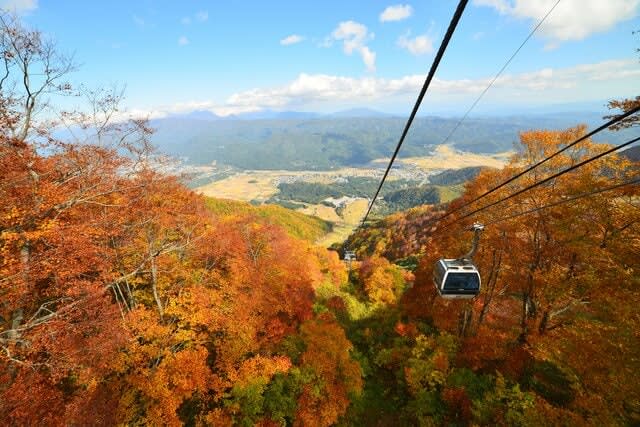 "Hakuba Goryu Alpine Botanical Garden" Enjoy the "competition of alpine plants" from Japan and abroad that decorate the highlands in early autumn