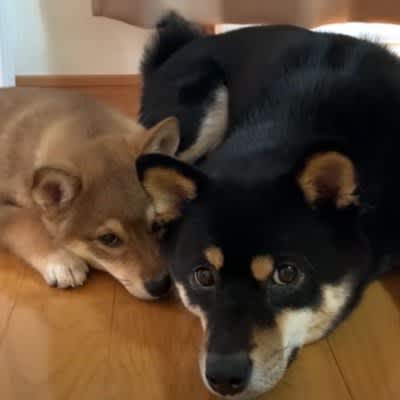 Until the Shiba puppy and the native dog became friends...Voices of emotion from the change: ``I cried as the distance gradually narrowed'' ``The human relationship...