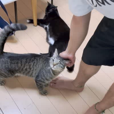 I love you but you forgot?Seeing the heartwarming behavior of the cat at their reunion after six months, ``I was so happy that I almost burst into tears...''