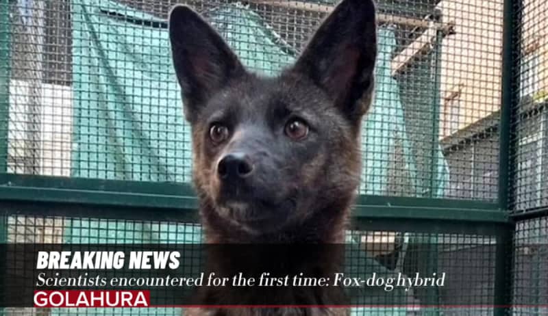 world's first! A 'dog-fox' hybrid appears in Brazil
