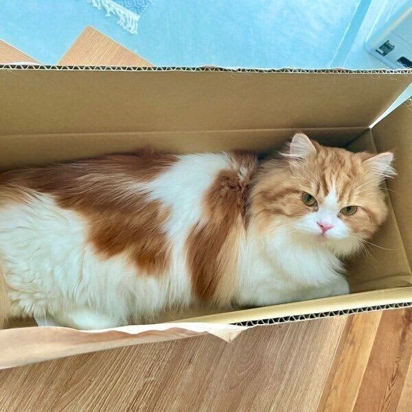 A cat that fits completely into a cardboard box has become a hot topic for being cute because it fits into a box smaller than itself.