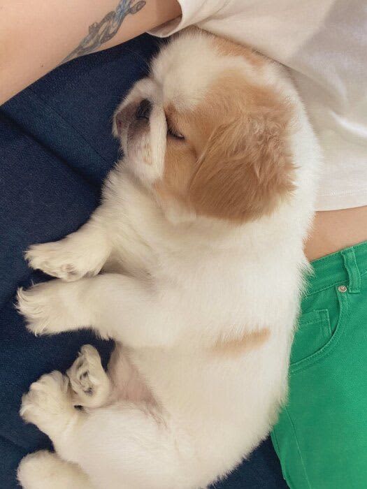 「ポテポテ……ストン！」飼い主さんのそばにやって来て体にスポッと収まる犬がかわいい！