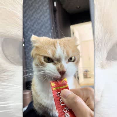 He just looks angry!A cat eating snacks while being sharp becomes a hot topic
