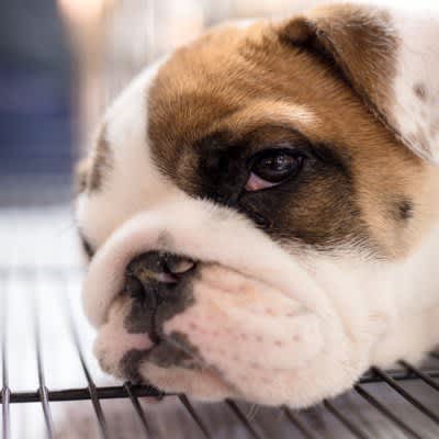 4 reasons why dogs don't like going into the cage!How can I get you to come in?What to do?