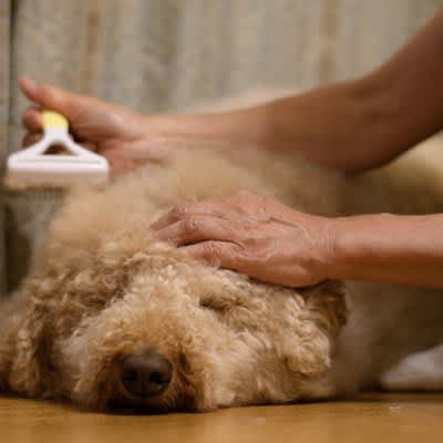 5 ways to use your dog's hair loss!Remakes that you can easily try at home