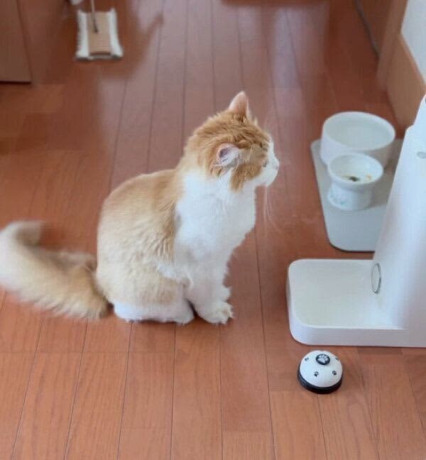 A cat comes to the automatic feeder 30 minutes before meal time and uses the bell to intelligently say “I want to eat”.
