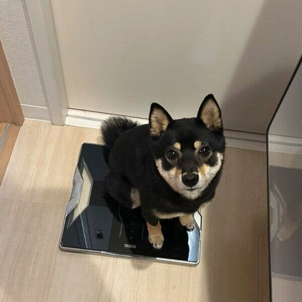 体重計に自ら乗って飼い主を見つめる犬　行動からわかる心理を獣医師が解説！