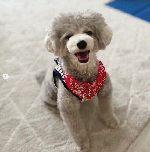 SNSで話題の「＃ドヤ顔犬」！犬はどんな気持ちなの？
