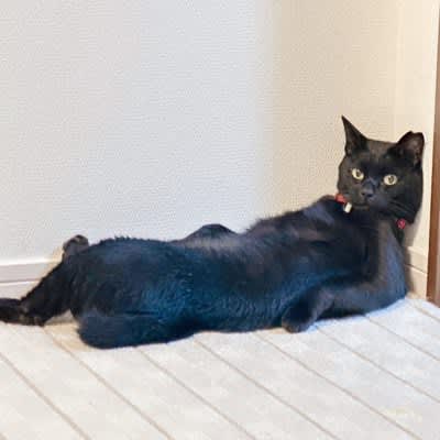 今日もお疲れにゃん！壁にもたれかかってだらける黒猫ちゃんがダンディー！「中に誰か入っている？」