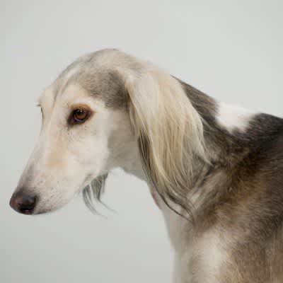 長い鼻・顔を持つ犬種6選！『世界一長い』といわれる鼻を持つ犬やそれぞれの特徴を解説