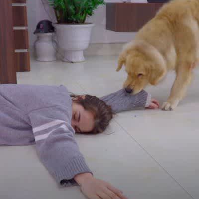 What should a dog do if its owner suddenly collapses?Voices of excitement and surprise at the results of the prank test: ``It was so amazing that I cried'' ``How...