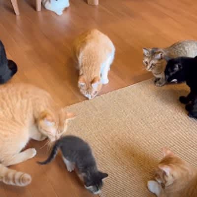 When I introduced a rescued kitten to the native cats, they were overprotective! ?I was moved by the way they were taken care of. ``There are so many wonderful childcare workers...''