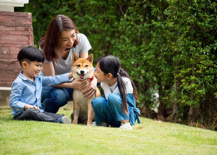 I want to keep a pet!Advantages and disadvantages of owning a dog