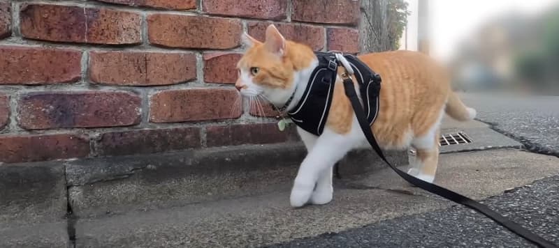 A showdown at last? !A cat on a walk chasing a stray cat