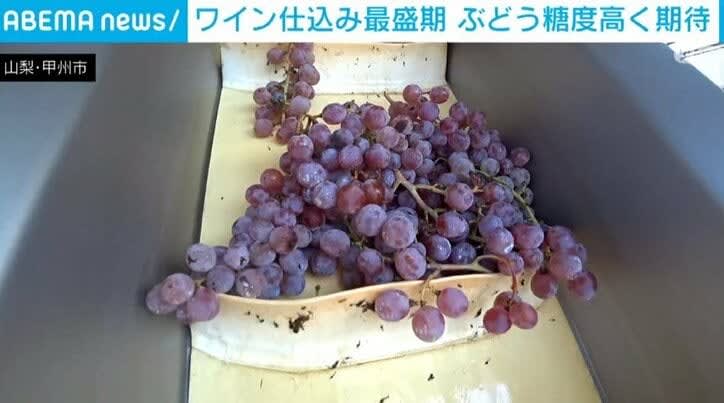 High expectations for glucose during peak wine production season Yamanashi/Koshu City