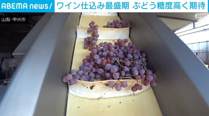 Yamanashi/Koshu City reaches its peak wine production season