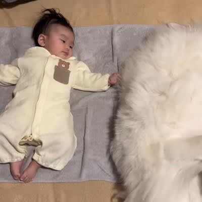 A big, fluffy dog ​​teaches a baby how to roll over! Sisters say, ``They're so close and cute'' and ``I'm moved by their kindness''...