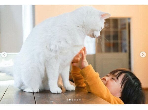 A 1-year-old child is spoiled by a cat, but after 3 years, his "older brother" is reversed!? The heartwarming relationship makes you feel warm...