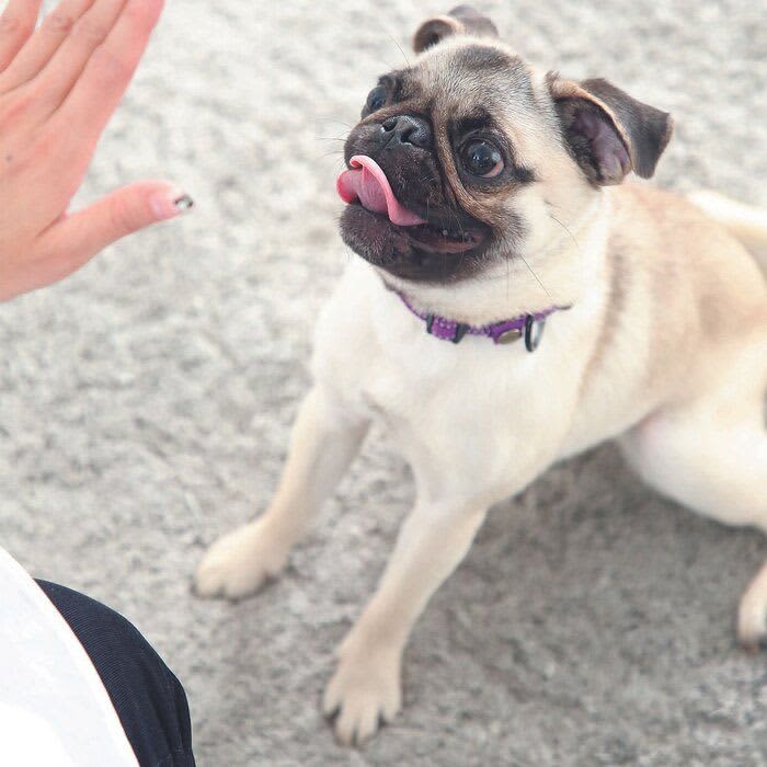 犬の問題行動を防げる！ 「マッテ」を完璧マスターしよう