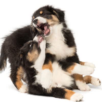 犬同士が喧嘩をするのはなぜ？4つの原因や心理、飼い主がすべき対応とは？