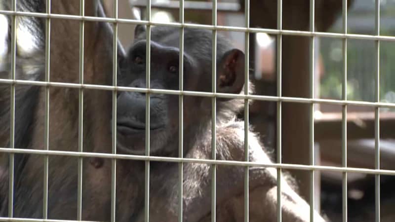 [Respect for the Aged Day] Sakura, the oldest chimpanzee at the zoo (estimated to be XNUMX years old), is "delighted" with her favorite food...
