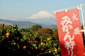 We are giving away a mandarin orange picking experience from the four gardens of the Oiso Mikan Picking Association!