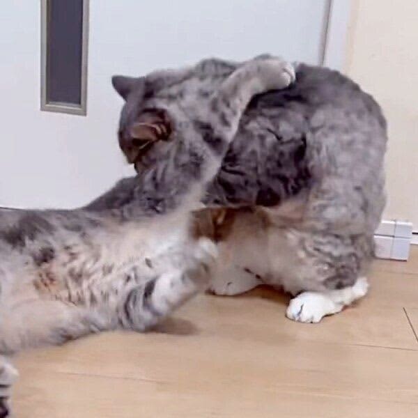 A younger cat who was teased by his older cat laughs at his counterattack with a "cat punch that doesn't reach me"