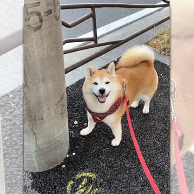 Even when someone barks at you, act like an adult!Shiba Inu who always smiles is a hot topic♪