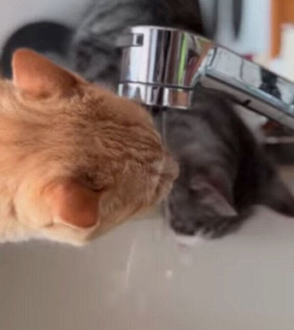When the older cat was drinking water from the faucet...the younger cat imitated it!The trial and error...