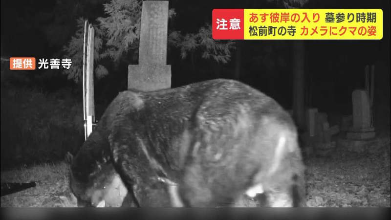 A bear appears at a temple, and a camera installed inside the temple grounds captures the ``crispy walnuts''... One bear was caught in a trap, but there may be more than one...