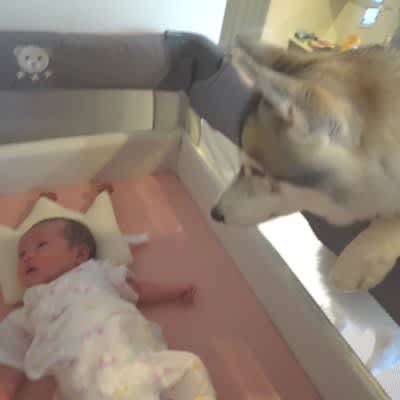 More and more people are comforted by the sight of a dog watching over their baby. ``It's so precious that the screen is dazzling.'' ``It's so touching,'' and the number of families is increasing...