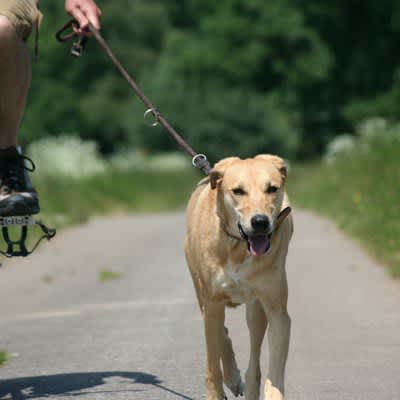 4 ways to walk your dog that will kill your dog - Things you should never do and measures to avoid danger