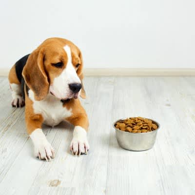 Research results investigating the digestibility of dog foods with and without grains