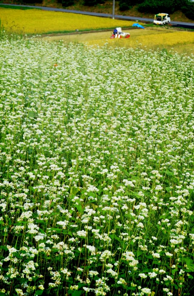 畑一面、そばの白い花　「花を楽しんだあとは笠山荒神、それから打ちたての笠そばを」 – 桜井笠の…