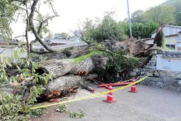 A 500 to 800-year-old sacred tree designated as a prefectural natural monument, "Oabemaki," has collapsed. Nearby is the oldest climbing kiln for Tanba ware, Hyogo...