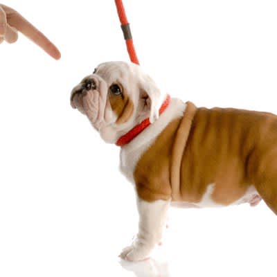 Does scolding your dog too much have negative effects?Three possible disadvantages and the correct way to scold