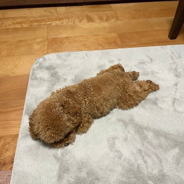 遊び疲れて突然電池が切れて寝落ちする犬　寝姿が「癒される」」と話題！